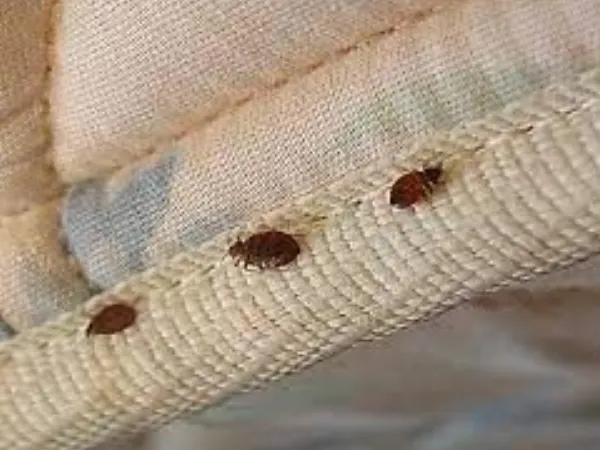 How To Get Rid Of Bed Bugs From Sofa?