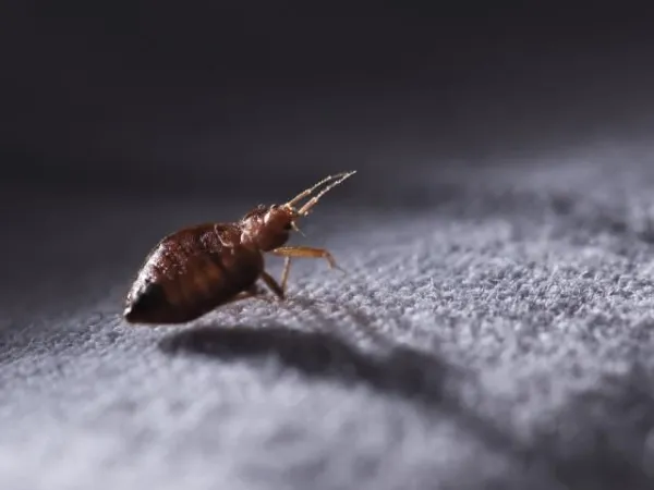 How To Get Rid Of Bed Bugs From Sofa?