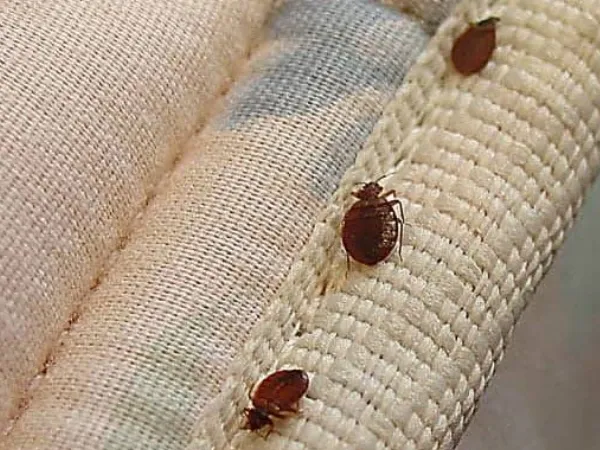 How To Get Rid Of Bed Bugs From Sofa?