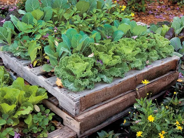 How To Make A Raised Garden Bed Out Of Pallets